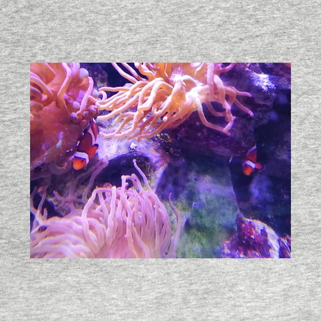 Clown fish in the anemone by DesignsBySaxton